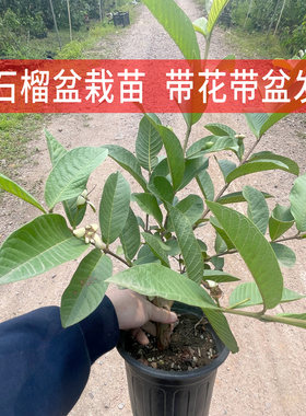 番石榴苗 红心西瓜芭乐 树苗 正宗台湾四季珍珠番石榴苗 当年结果