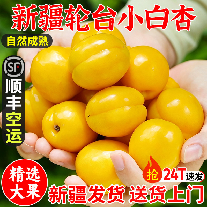 新疆轮台小白杏吊干杏库车新鲜水果当季整箱甜吊杆杏子胜小红杏