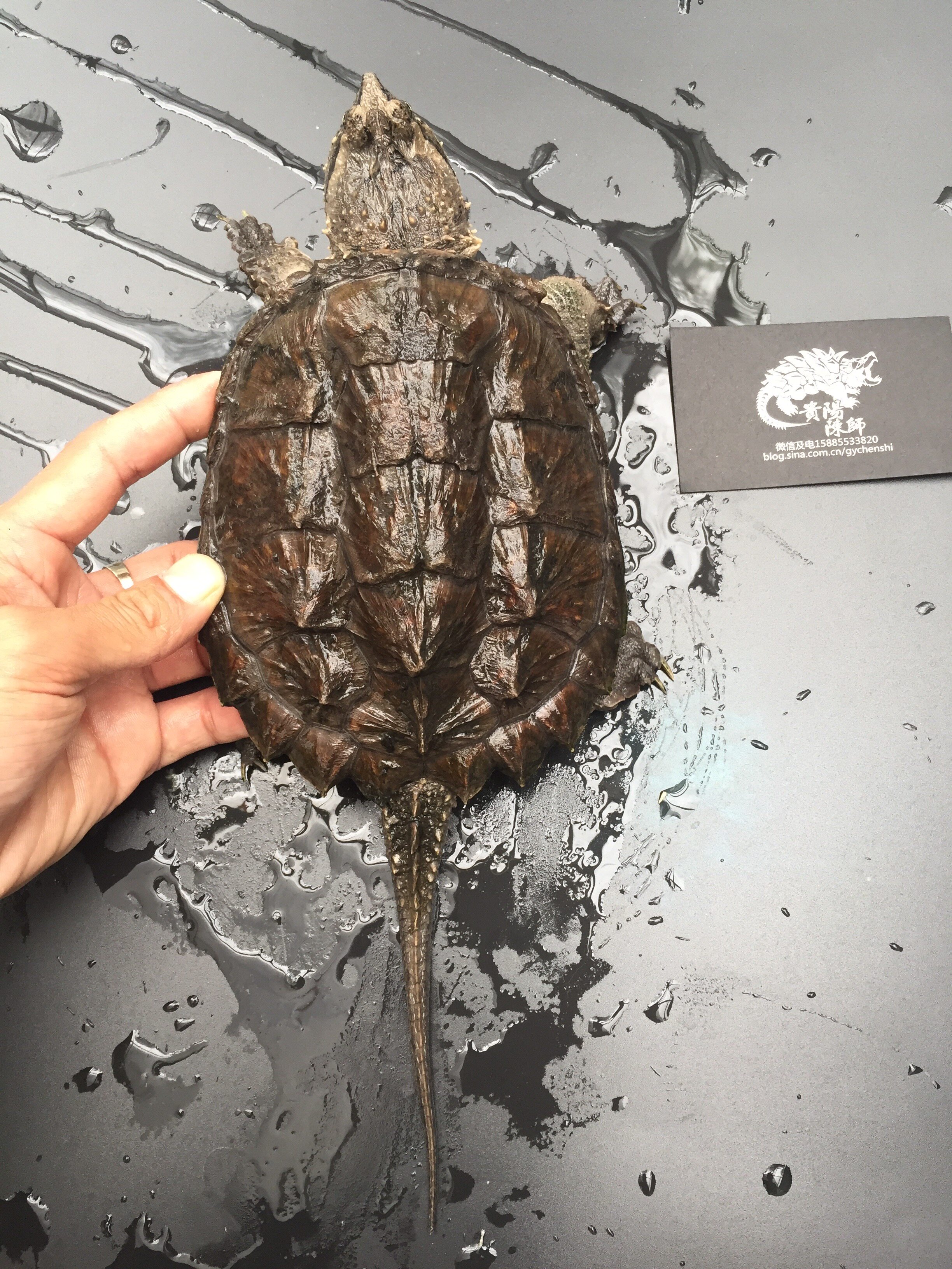 貴陽陳師●中美拟鳄龟