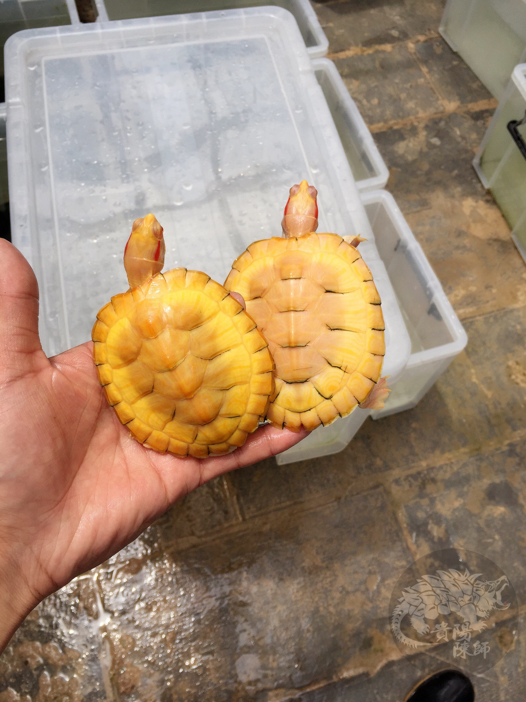 貴陽陳師●白化变异巴西龟/黄金龟/金色龟/亚成变异巴西龟