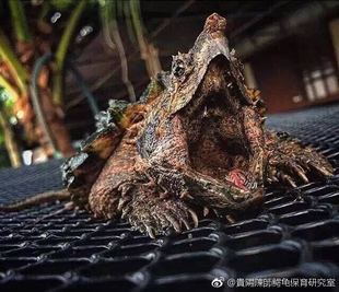 貴陽陳師鳄龟保育研究室 大鳄龟 真鳄苗 活体大鳄苗