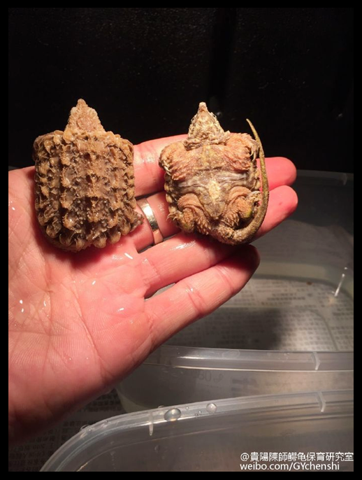 貴陽陳師●变异大鳄龟/wg鳄龟/golden鳄龟/变异粉肉鳄龟苗