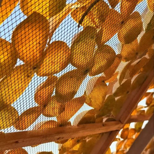 2025年梅江塞口南老树圈枝大红皮 花果香甜糯生津 正宗新会陈皮