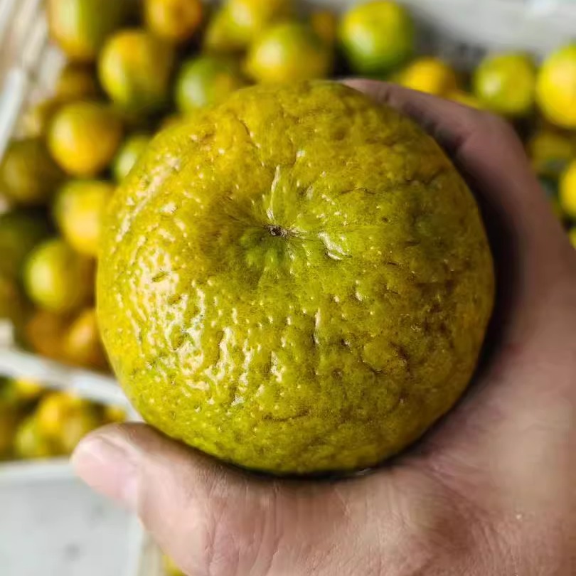 新会陈皮天马产区二红鲜果 10斤 现摘现发  送开皮教程天马二红皮