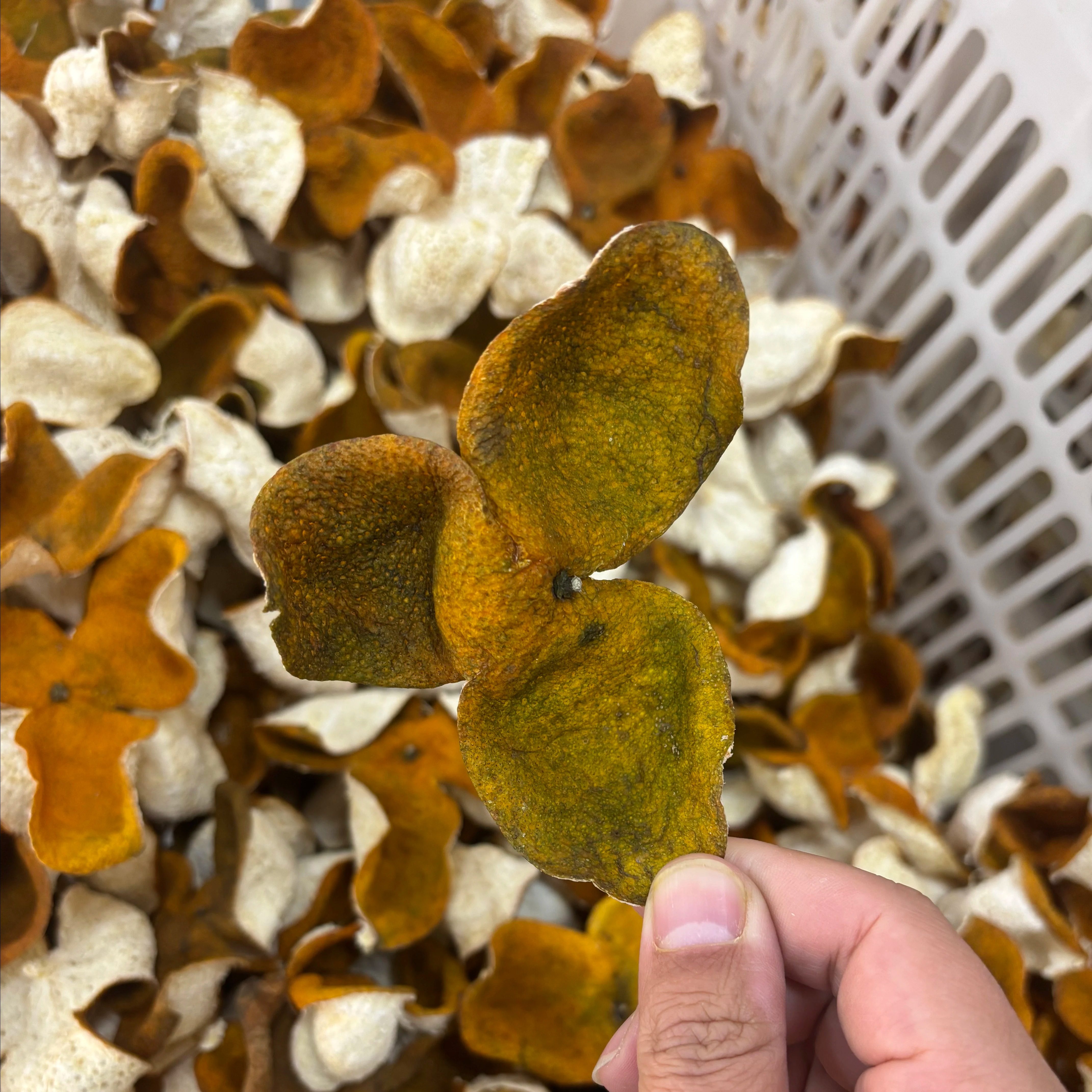 新会陈皮南坦产区狗腩冬青新皮 自然生晒香气足 南坦岛果园冬后皮