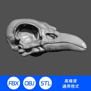 3D模型三维雕刻圆雕鸟类动物鸟头骨标本鹰鸟头颅stl骨骼86