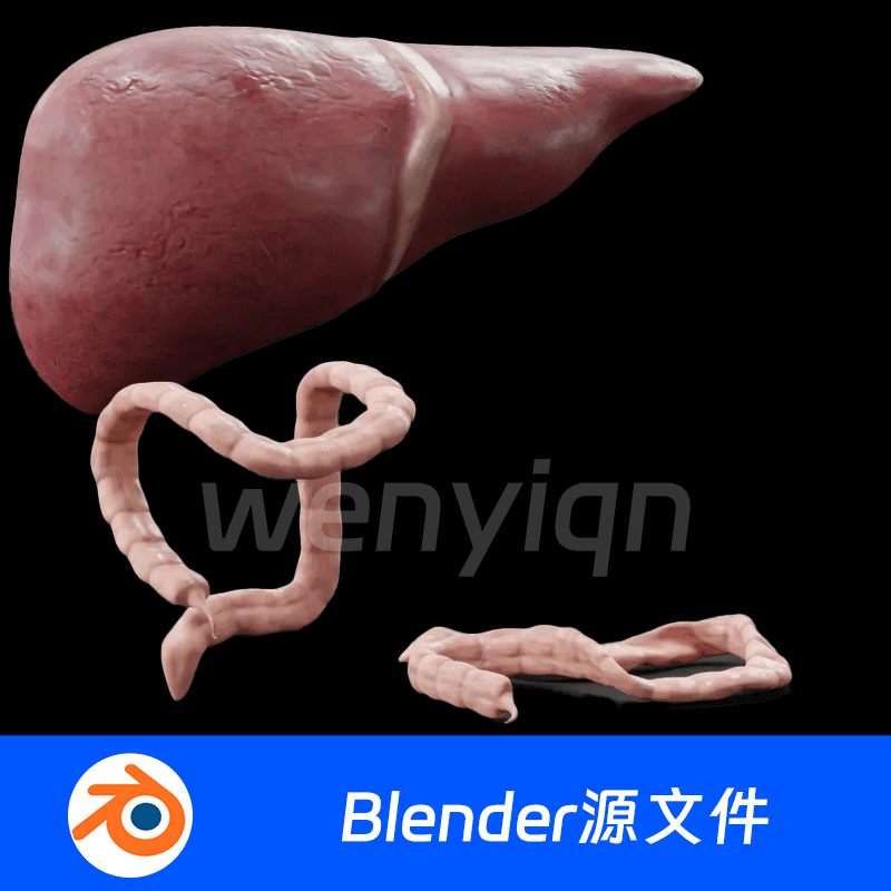 肝脏小肠大肠内脏肠道人体器官结肠阑尾Blender场景模型2105