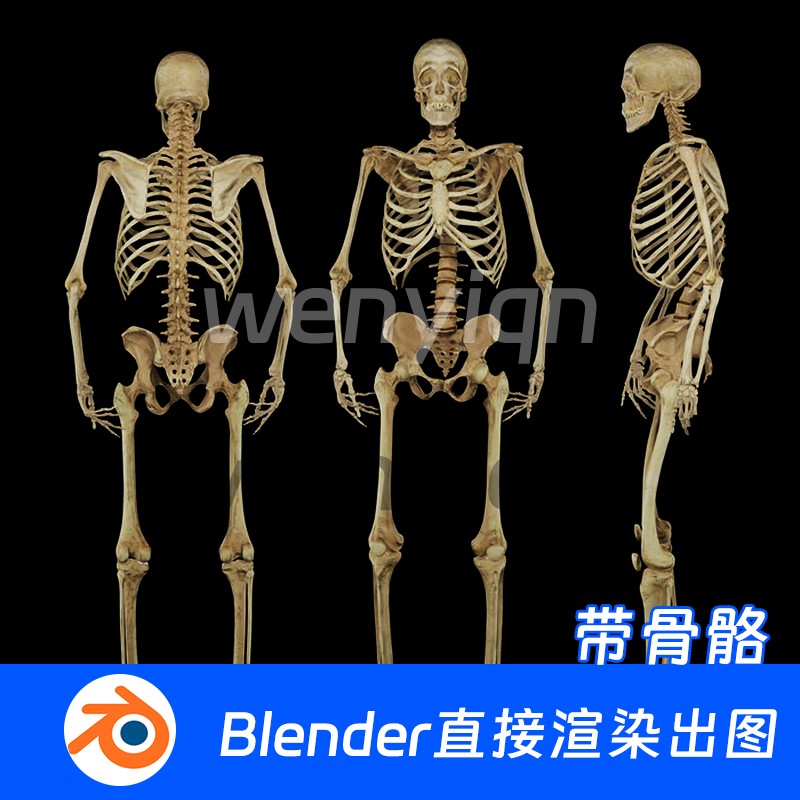Blender 骷髅人体骨架骨骼带绑定实验室794