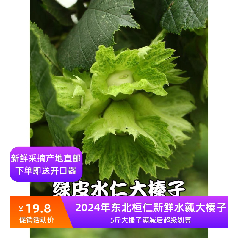2026年新鲜水仁水瓤绿皮青皮大榛子东北辽宁桓仁产地直销包邮送钳