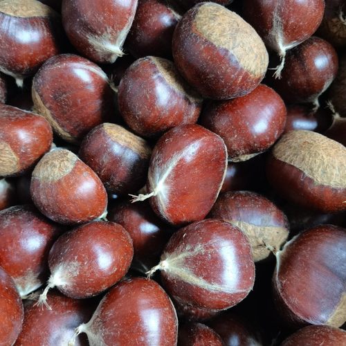 2025东北辽宁新鲜老式油板栗香甜