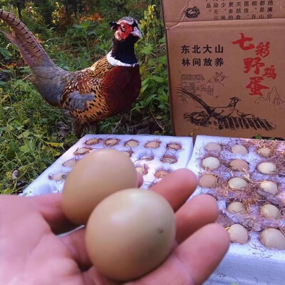 七彩山鸡蛋草柴笨土野蛋