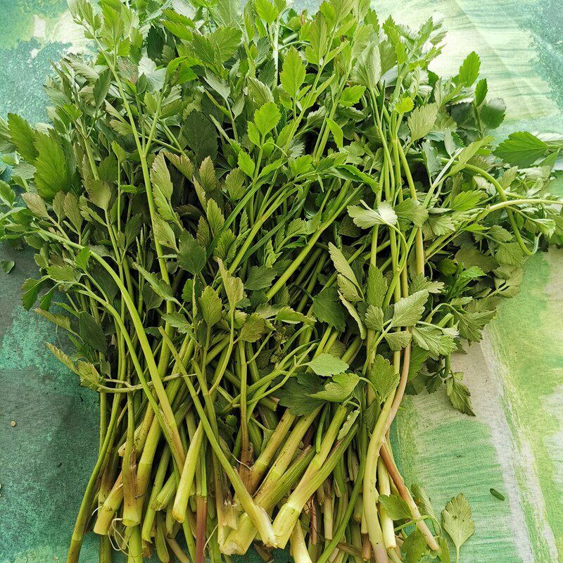 野生春季绿色山野菜水芹菜包饺子菜250g四份顺丰包邮东北辽宁桓仁