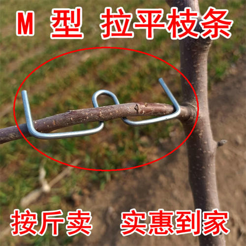 果树拉枝效率高按斤卖枝条拉平