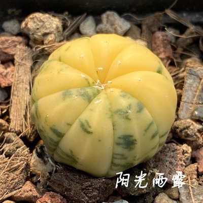 实生兜锦仙人球多肉植物一物一拍