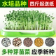 热销水培芽苗菜无土栽培纸上种菜蔬菜油葵菜籽小麦苗白萝卜麻豌豆