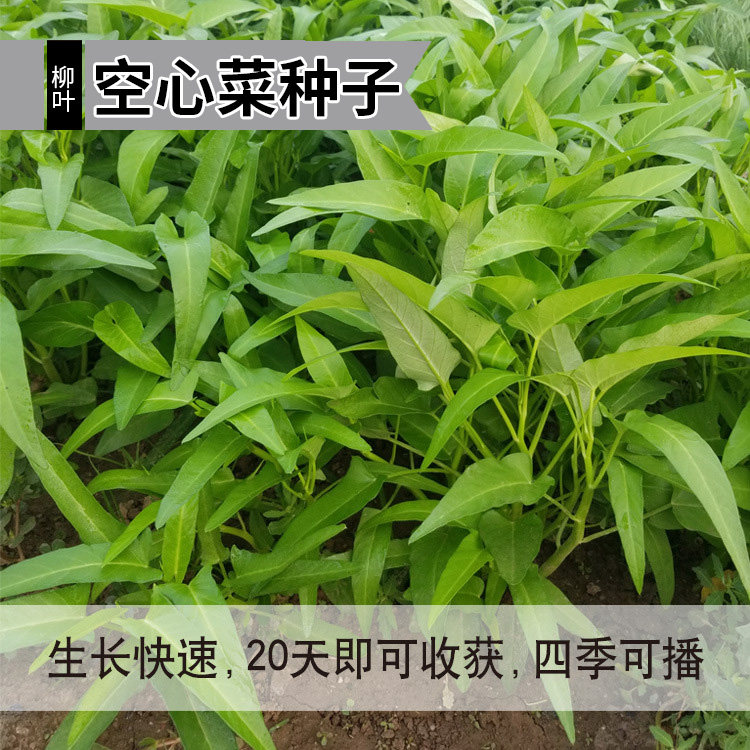 阳台柳叶空心菜种子小叶藤藤菜四季盆栽蔬菜种孑通心菜种籽竹叶菜