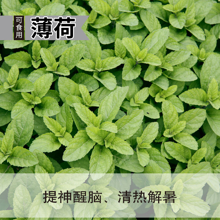 阳台大田种菜种子薄荷双面紫苏可食用香苏子四季蔬菜盆栽菜籽藿香