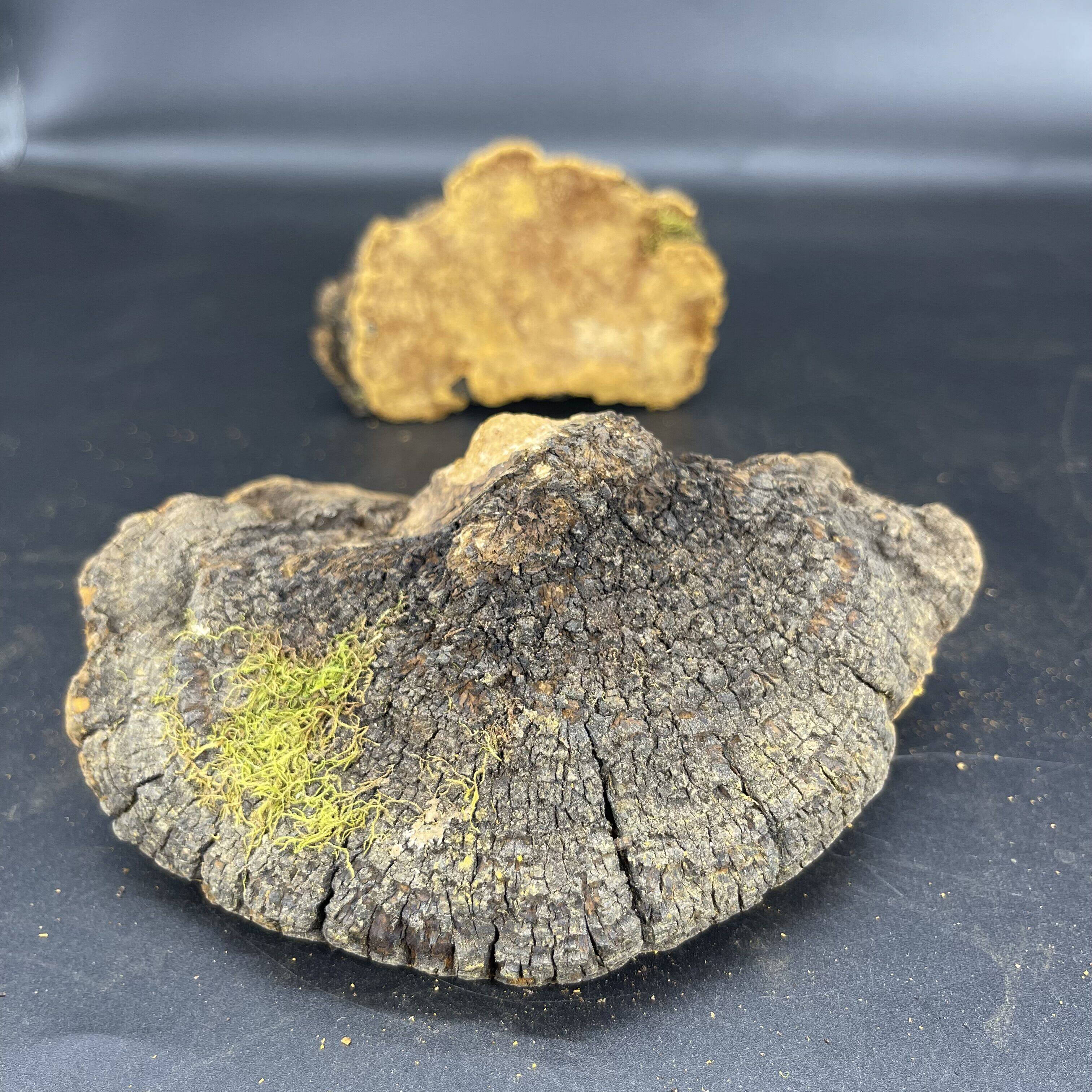 藏区野生岩桑黄多年生长岩桑500g精挑野生桑树桑黄菌森林黄金灵芝