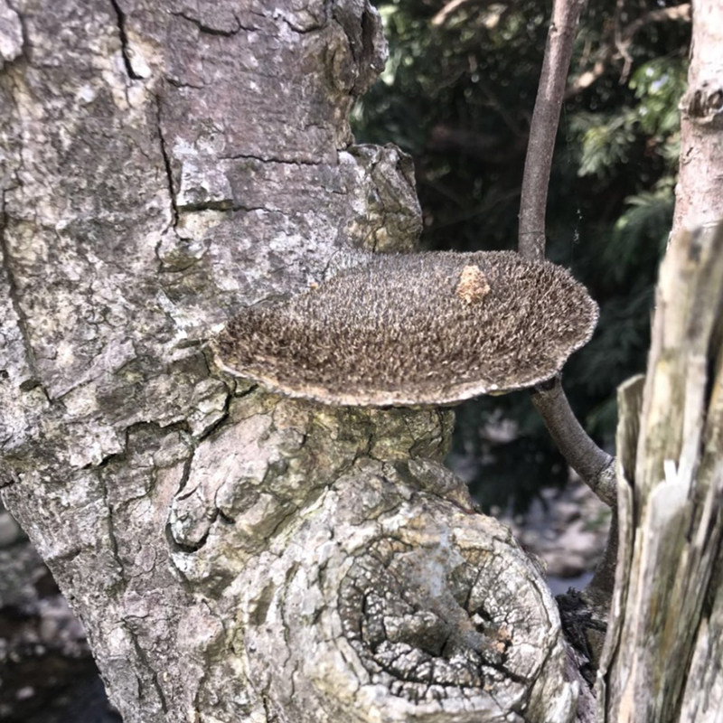 源滋福野生毛蜂窝菌蜂窝灵芝蜂巢灵芝不用切薄片十五年老店实体店
