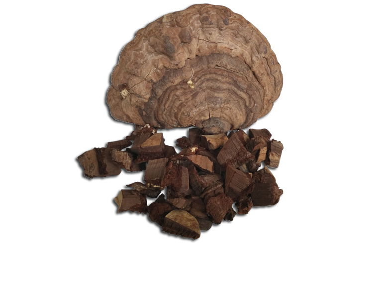 源滋福野生平盖灵芝大平盖树舌灵芝500g大个灵芝十五年老店实体店