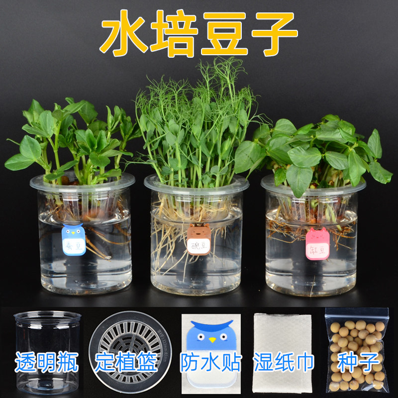 水培豆子儿童好种简单有教程