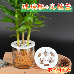 玻璃水培花瓶观音竹花盆水培