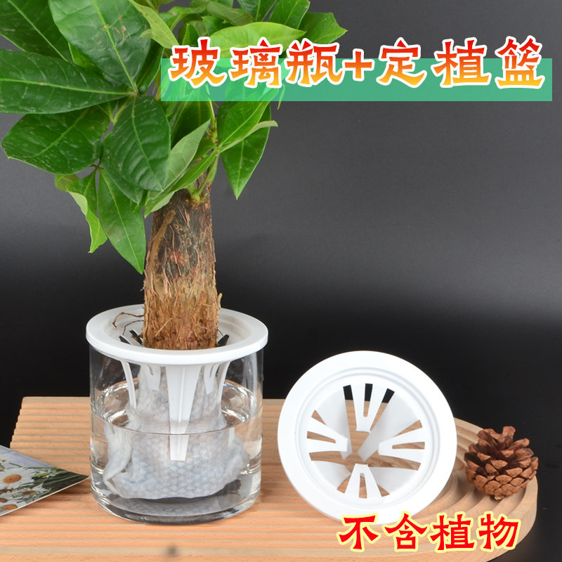 发财树水培器皿透明玻璃水养植物花红薯水桌面绿萝观音竹绿植花盆
