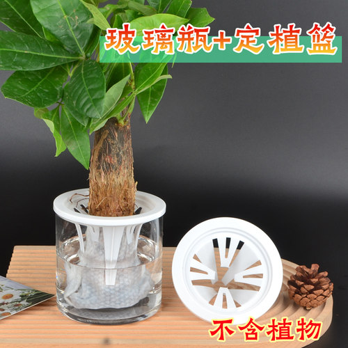 发财树水培器皿透明玻璃