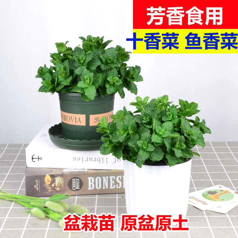 盆栽绿植观叶植物阳台可食用