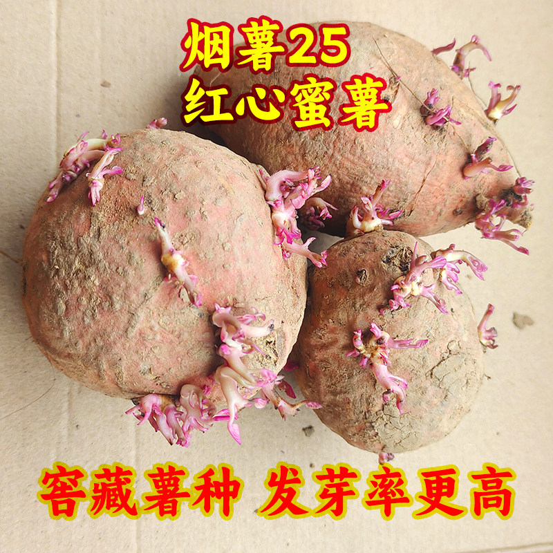 高产红皮红心红薯种薯四川老品种红心红苕育苗薯种烟薯25红心蜜薯