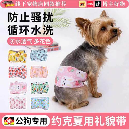 √约克夏专用礼貌带公狗
