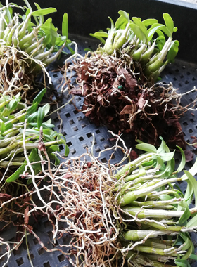 正宗霍山米斛苗 可食用铁皮石斛苗盆栽季绿植植物室内兰花卉枫苗