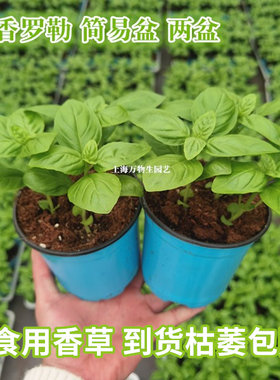 甜香罗勒食用香草意大利罗勒盆栽