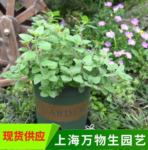 牛至 香草植物绿植盆栽可食用新鲜马郁兰甜牛至披萨草芳香料理