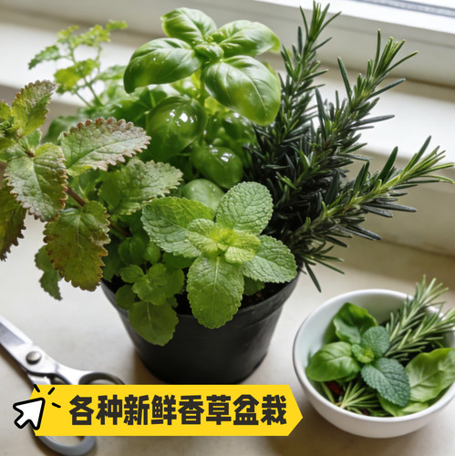 罗勒盆栽苗百里香牛至披萨草20几种香草植物可食用料理圣诞