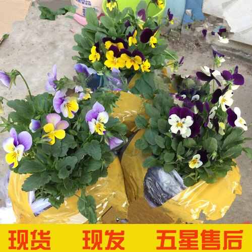 三色堇盆栽苗角堇耐寒冷猫儿脸阳台食用花卉苗植物蝴蝶冬季圣诞树