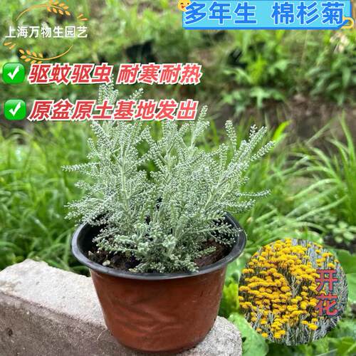 棉杉菊 除虫菊 夏季 耐寒耐热 多年生银星珊瑚 棉衫菊香草植物