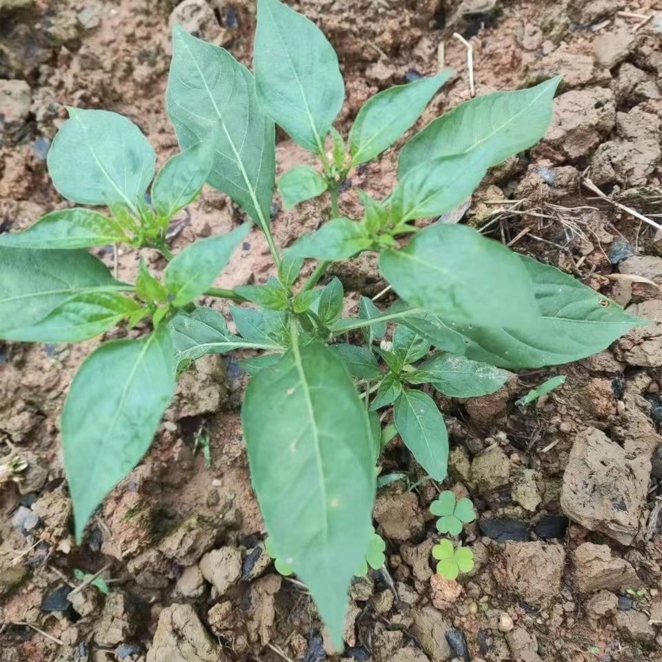 黄贡椒苗春季辣椒苗蔬菜幼秧盆栽苗湖南特产蔬菜苗顺丰包邮10颗