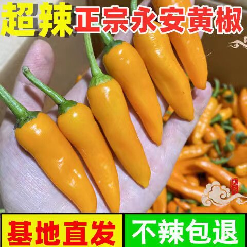 现摘福建永安黄椒泡椒农家种鲜辣椒小黄椒香辣泡椒制作辣酱鲜椒