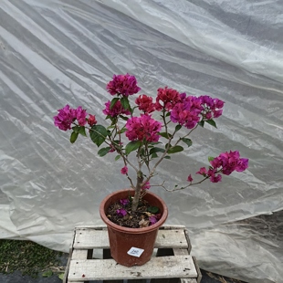 三角梅一物一拍