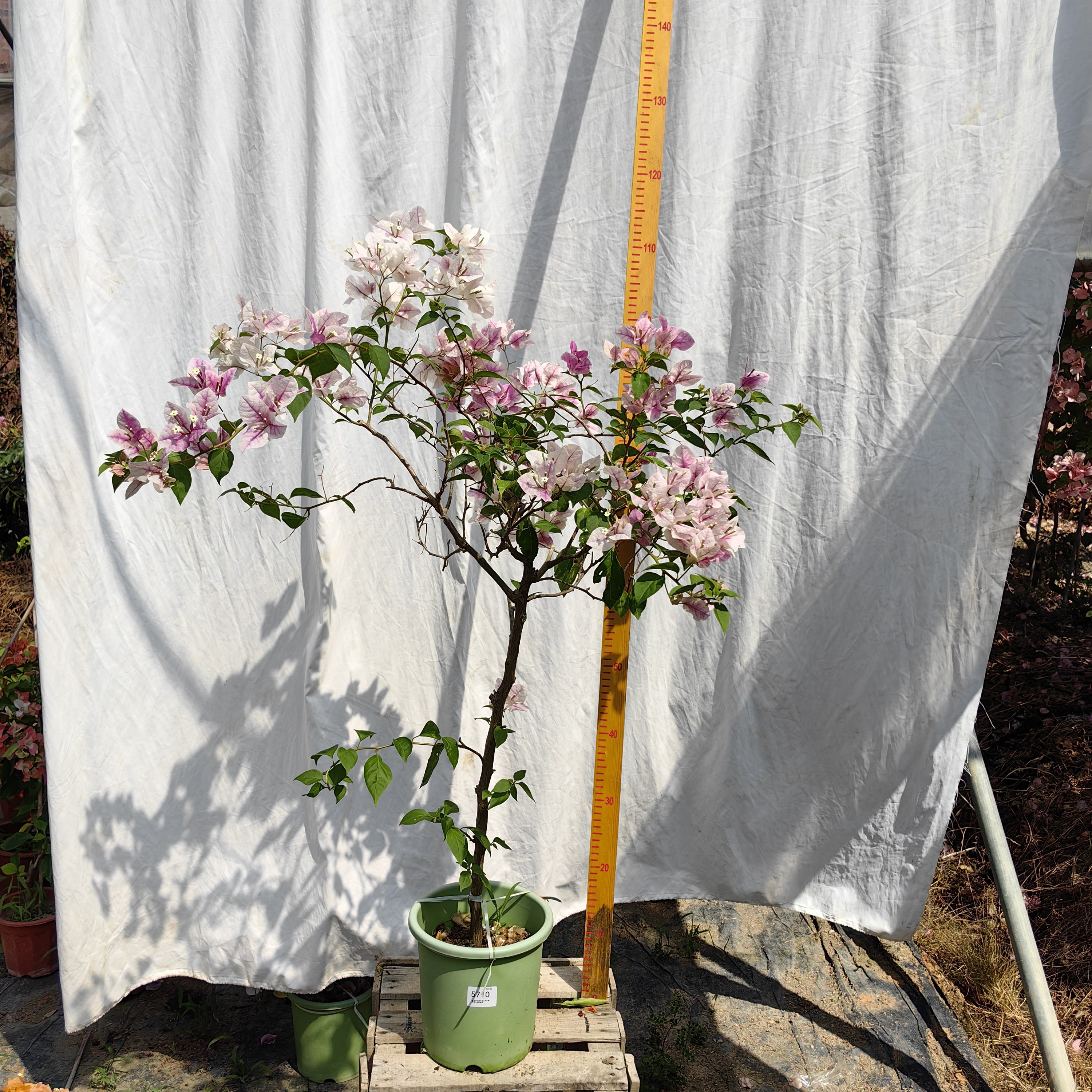 三角梅一物一拍10.22运输会掉花掉叶子换盆没售后