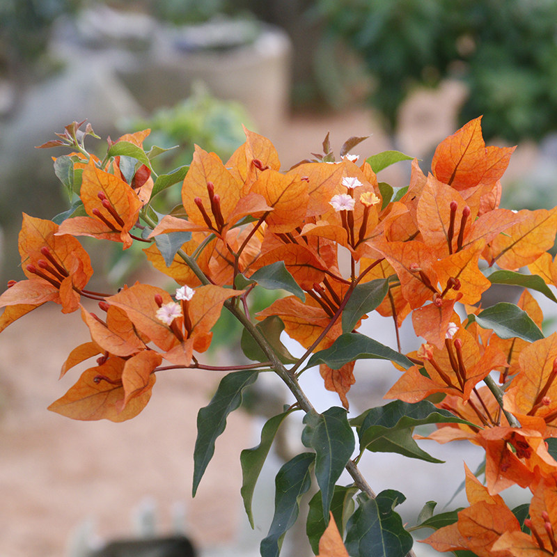 三角梅橙桑巴 火宝石 阳台花苗花卉四季阳台楼顶攀援植物盆栽庭院