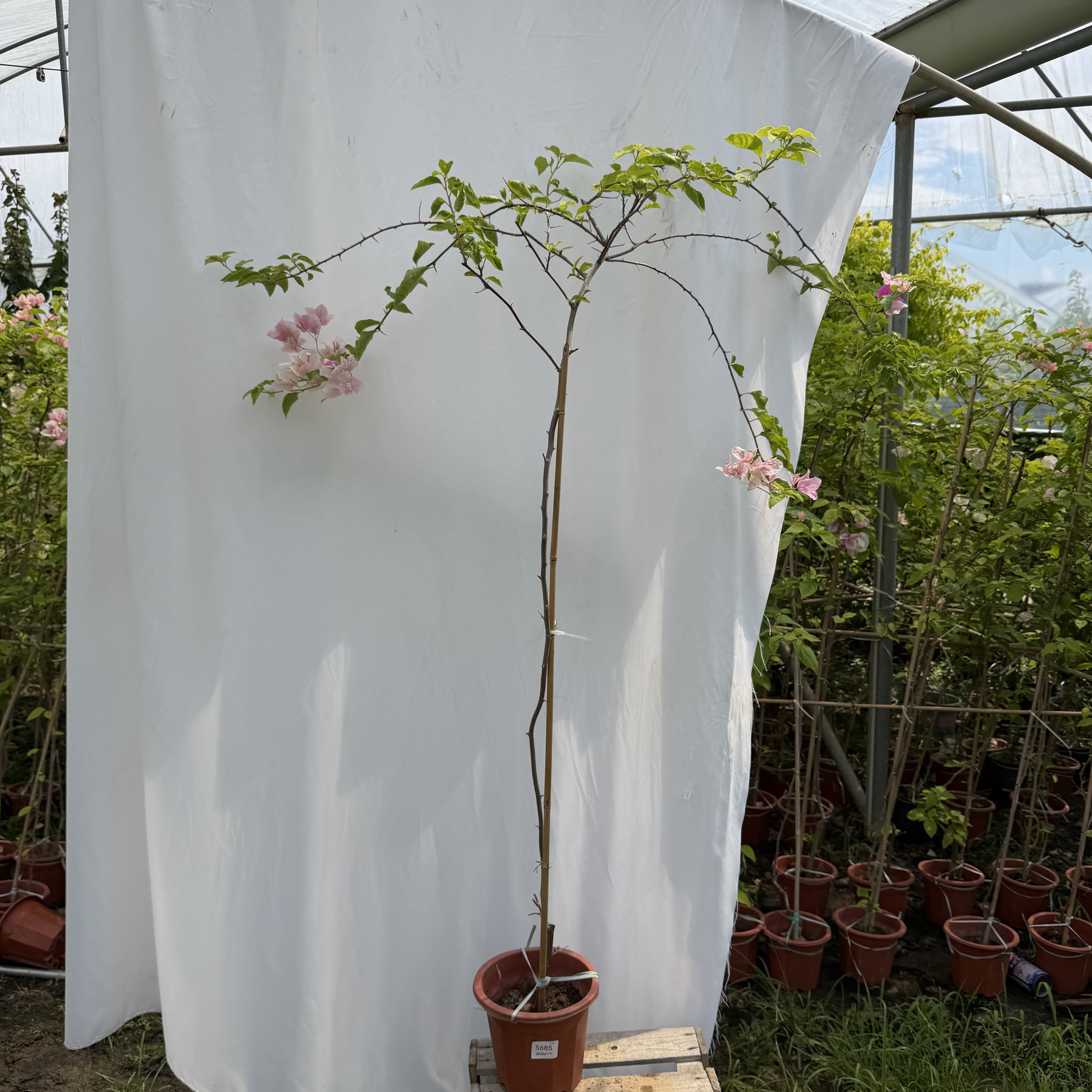 三角梅一物一拍7.7天气热运输会掉花掉叶子换盆没售后
