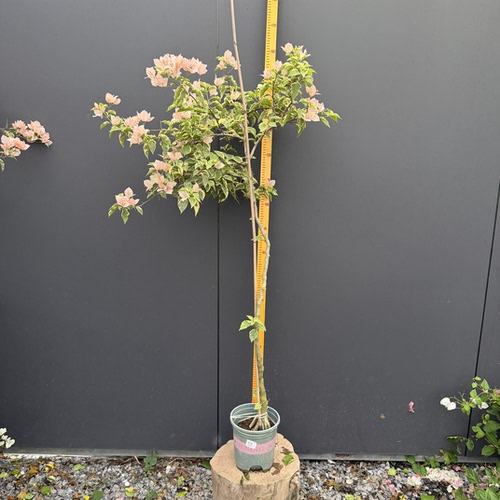 三角梅一物一拍9.6运输会掉花掉叶子换盆没售后