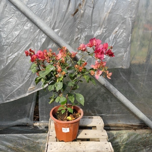 多品种三角梅一物一拍