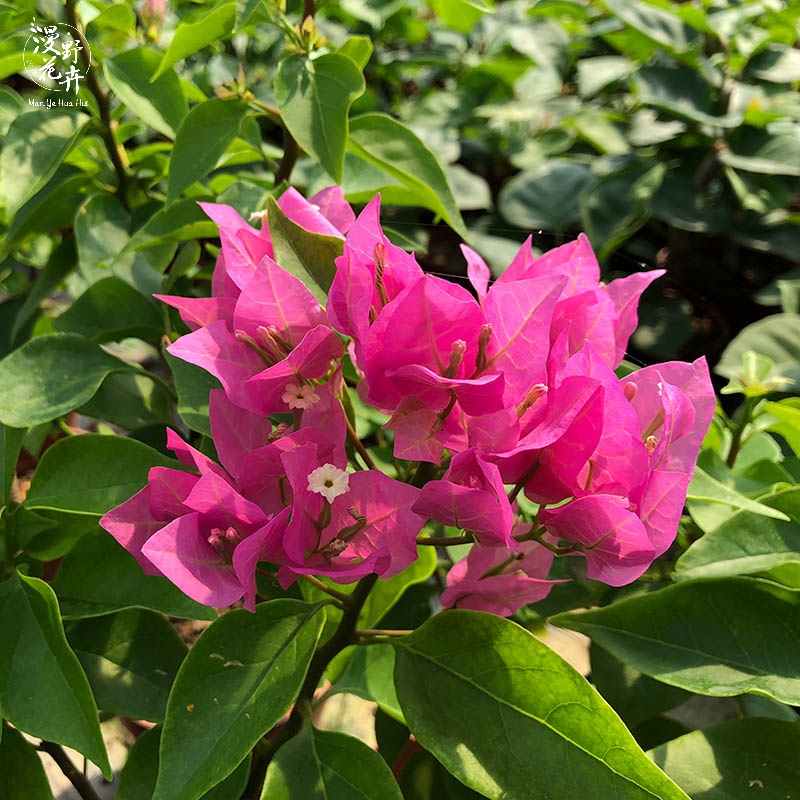 漫野花卉|比芭菲菲娜三角梅 扦插苗带花发货勤花阳台庭院开花植物