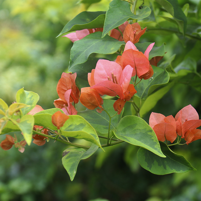三角梅 橙色精彩 扦插苗盆栽绿植观花阳台庭院楼顶攀援藤状,鲜花速递/花卉仿真/绿植园艺,观叶 /花灌木,淘宝优惠券,粉丝福利购,淘宝优惠卷