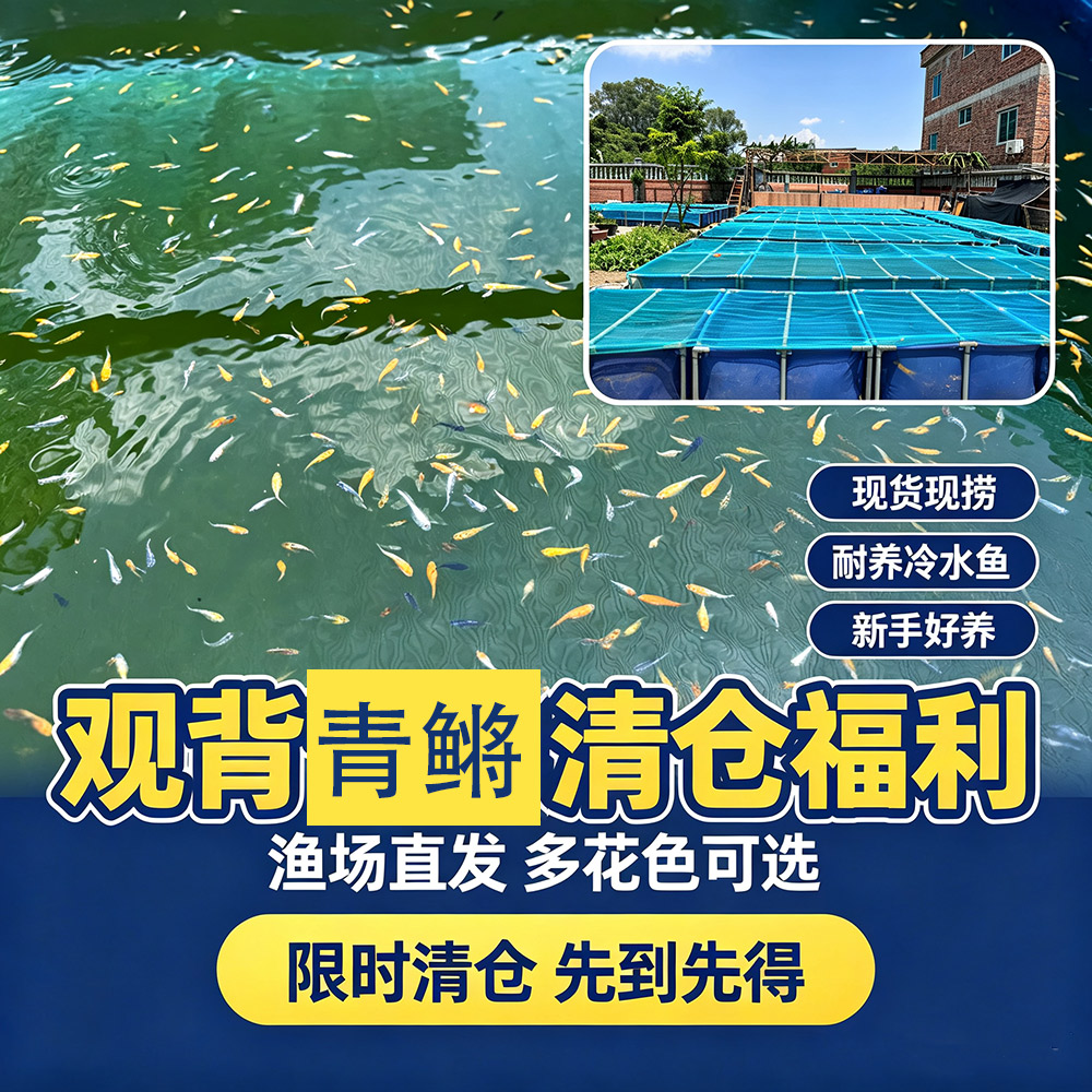 包邮数量多观赏鱼包损