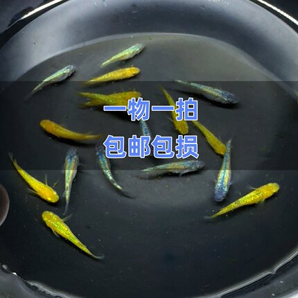 直播间一物一拍非偏远包邮