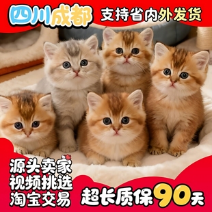 【18年店】纯种金渐层幼猫英短蓝金渐层猫宠物猫幼崽小猫咪活物